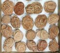 Flat: Desert Roses From Morocco ( to ) - Pieces #82746-1